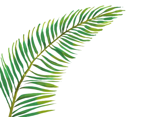 palmera leaf