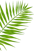 palmera leaf